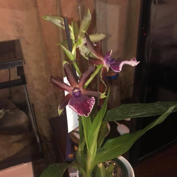 Meet your Posher, Juana - Picture 1 of 1